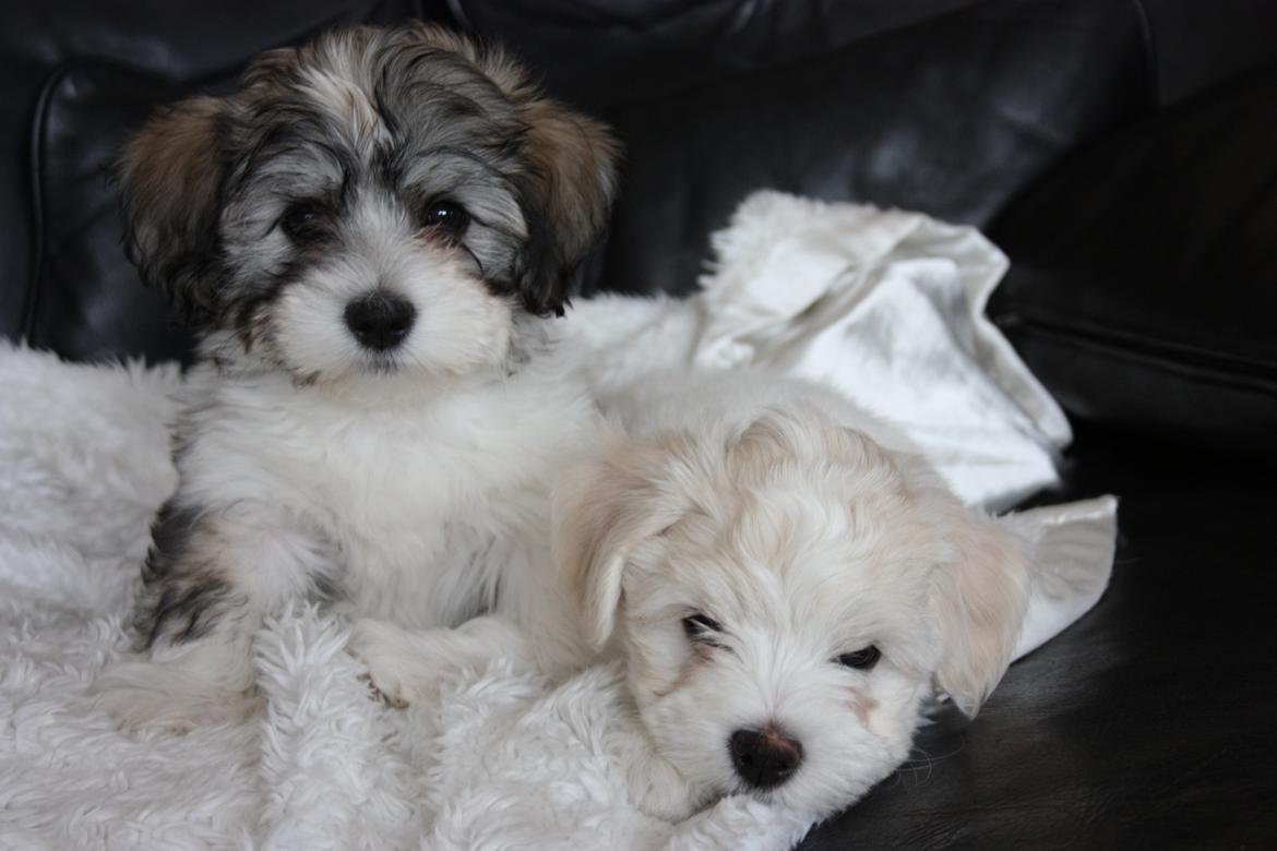 Bichon havanais Elvis billede 10