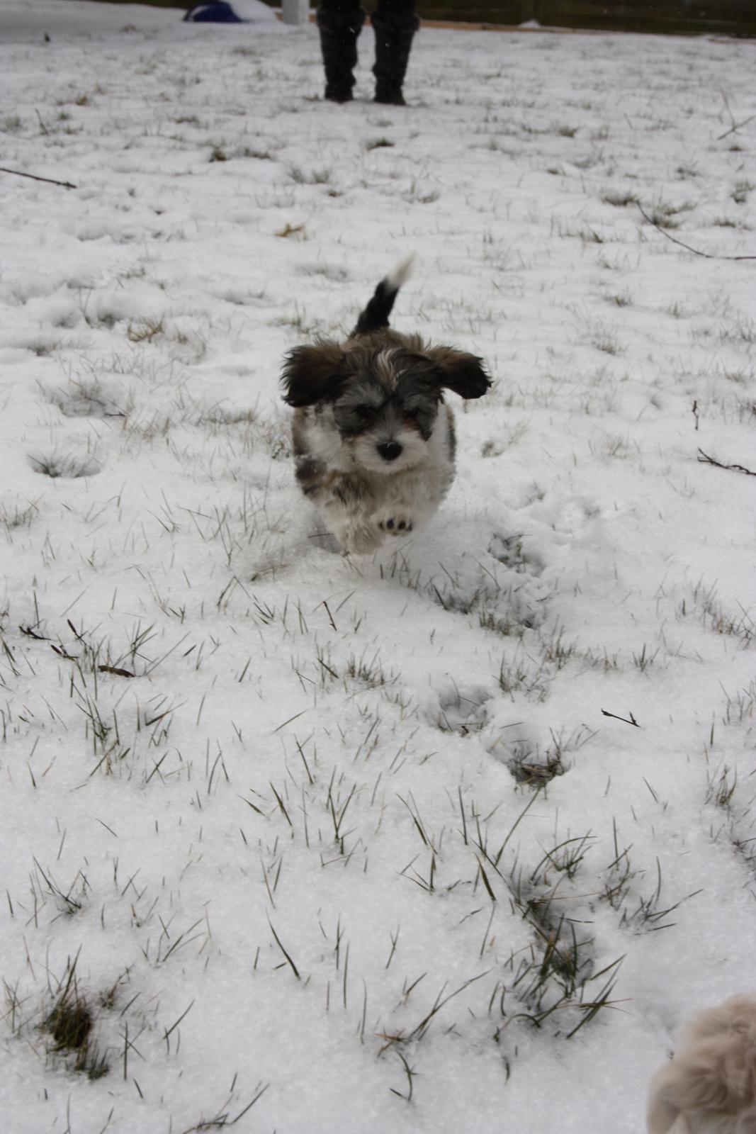 Bichon havanais Elvis billede 11