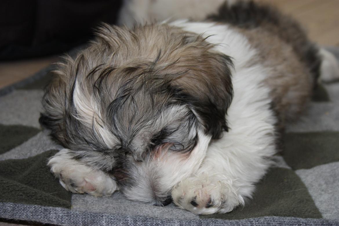 Bichon havanais Elvis billede 12