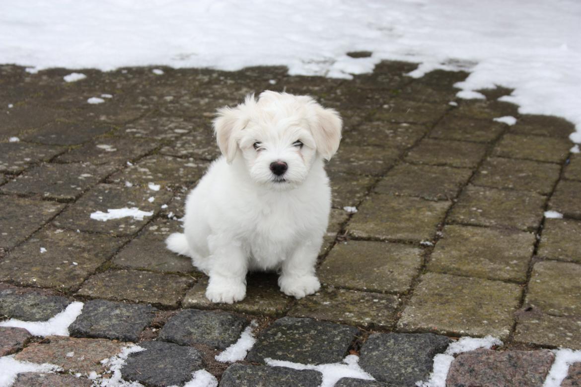 Bichon havanais Charlie billede 1