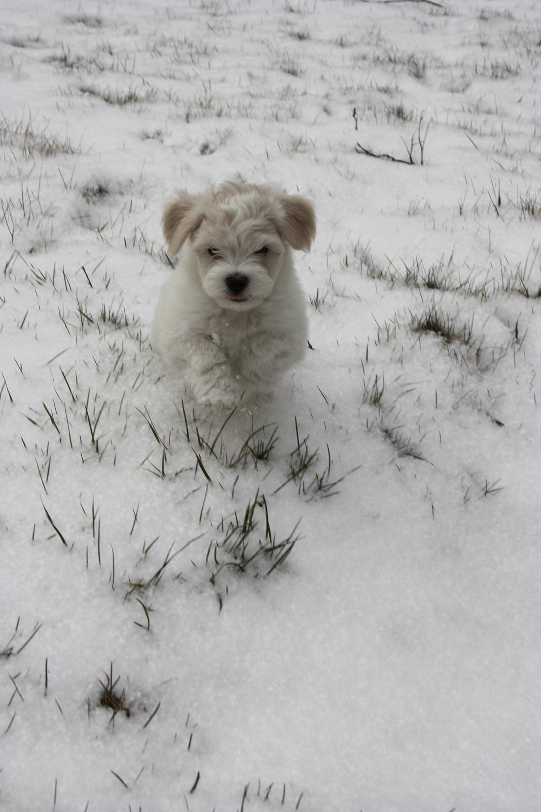 Bichon havanais Charlie billede 3