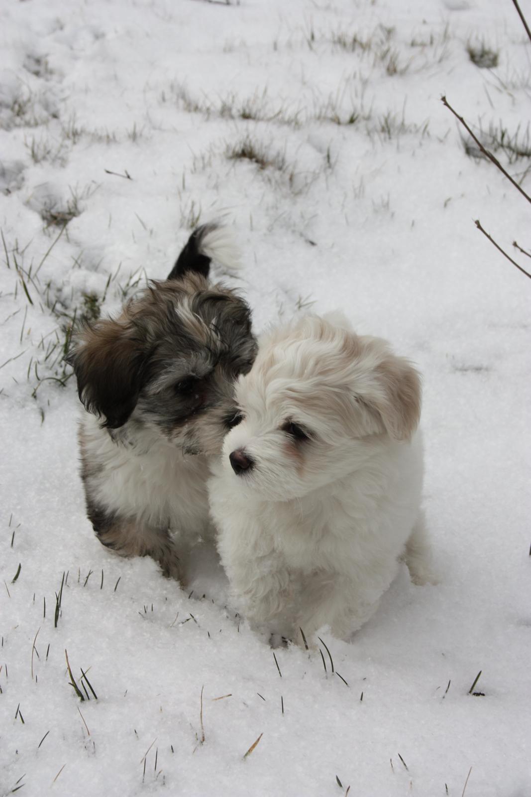 Bichon havanais Charlie billede 4