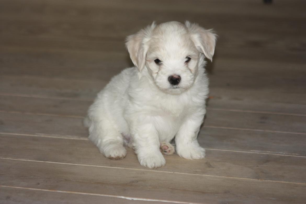 Bichon havanais Charlie billede 5