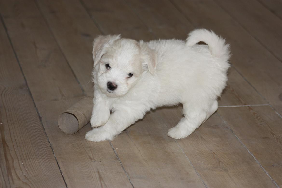 Bichon havanais Charlie billede 6