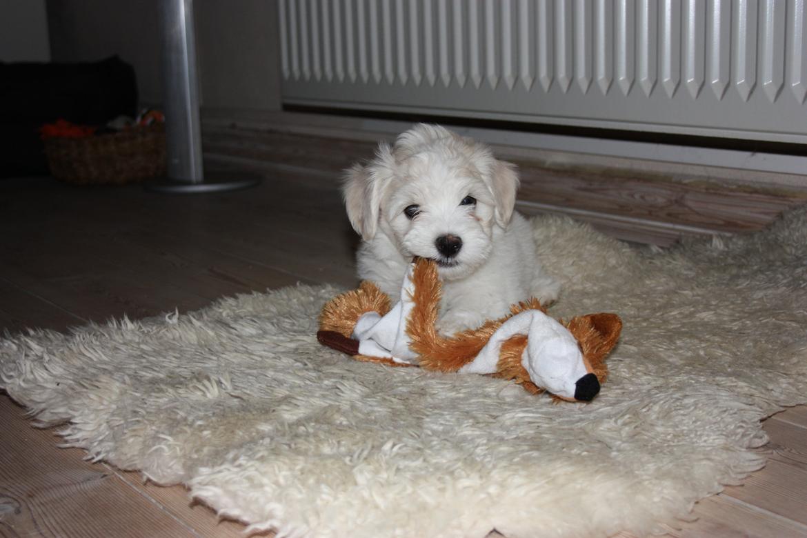 Bichon havanais Charlie billede 8