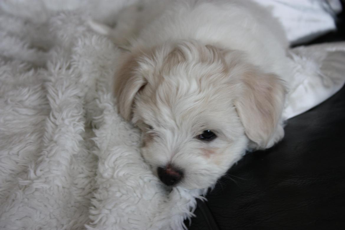 Bichon havanais Charlie billede 9