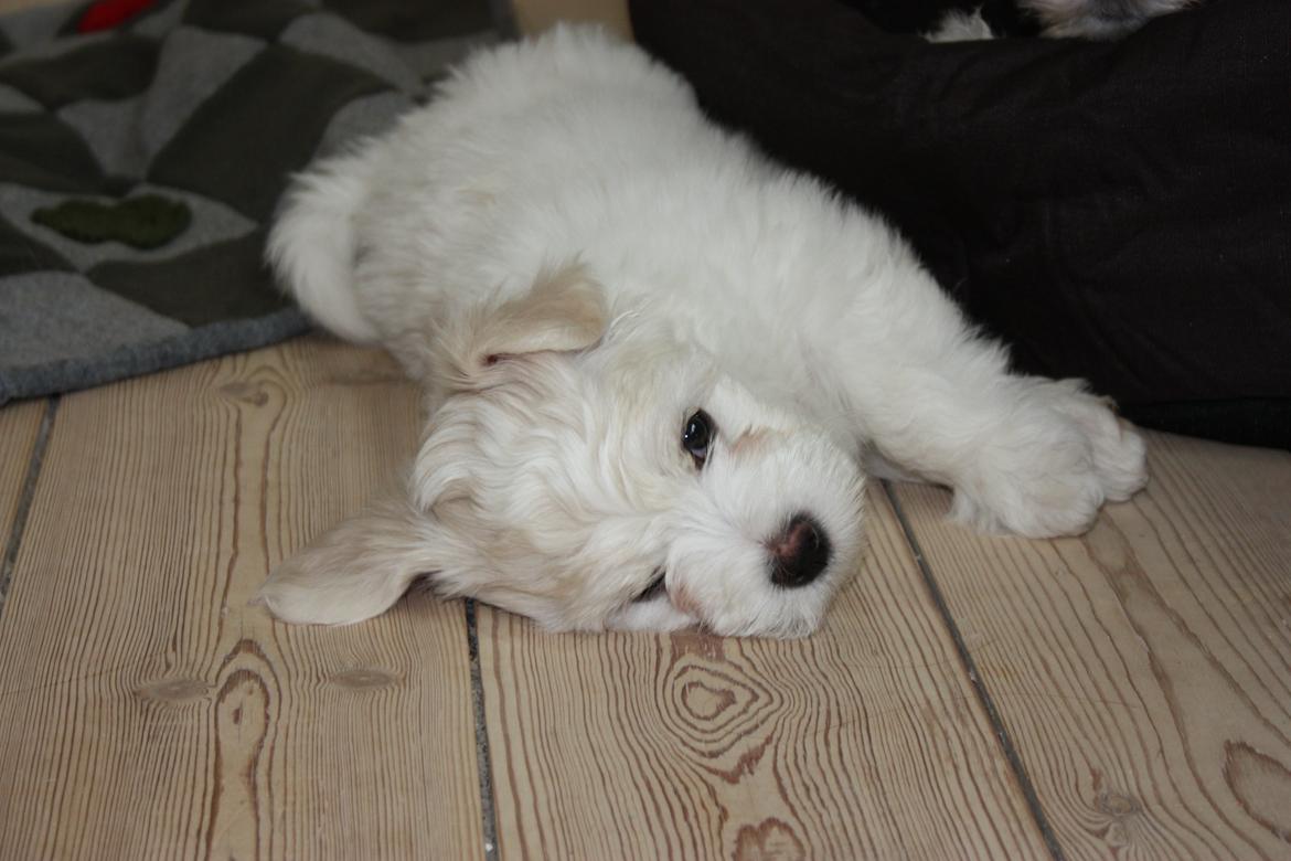 Bichon havanais Charlie billede 10