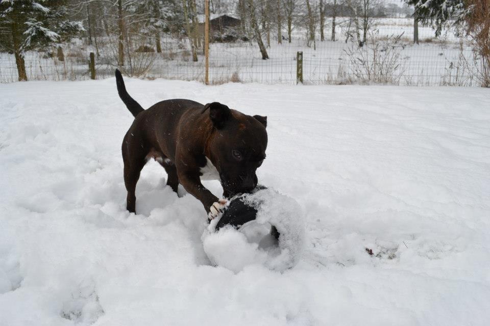 Staffordshire bull terrier Chili - Chili i haven d. 21/3-2013 billede 9