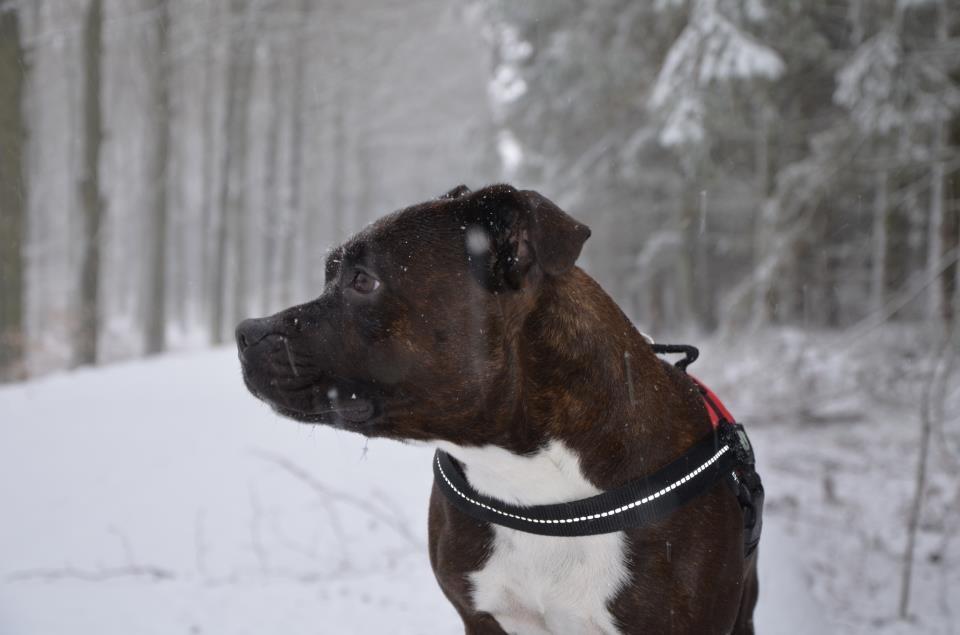 Staffordshire bull terrier Chili - Chili i skoven d. 17/3-2013 billede 10