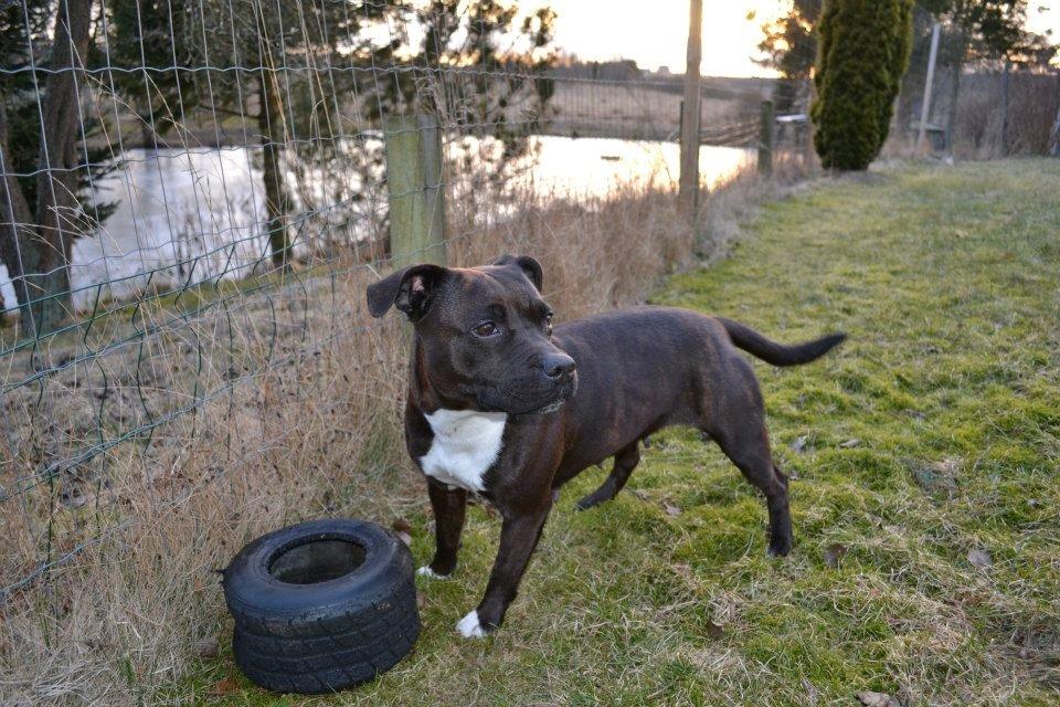 Staffordshire bull terrier Chili - Chili i haven d. 12/3-2013 billede 11