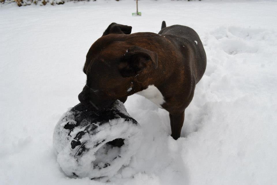 Staffordshire bull terrier Chili - Chili i haven d. 21/3-2013 billede 12