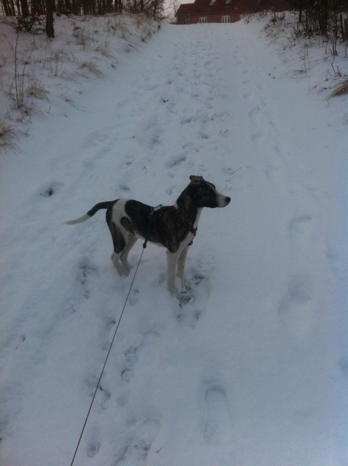 Blanding af racer Felix billede 15