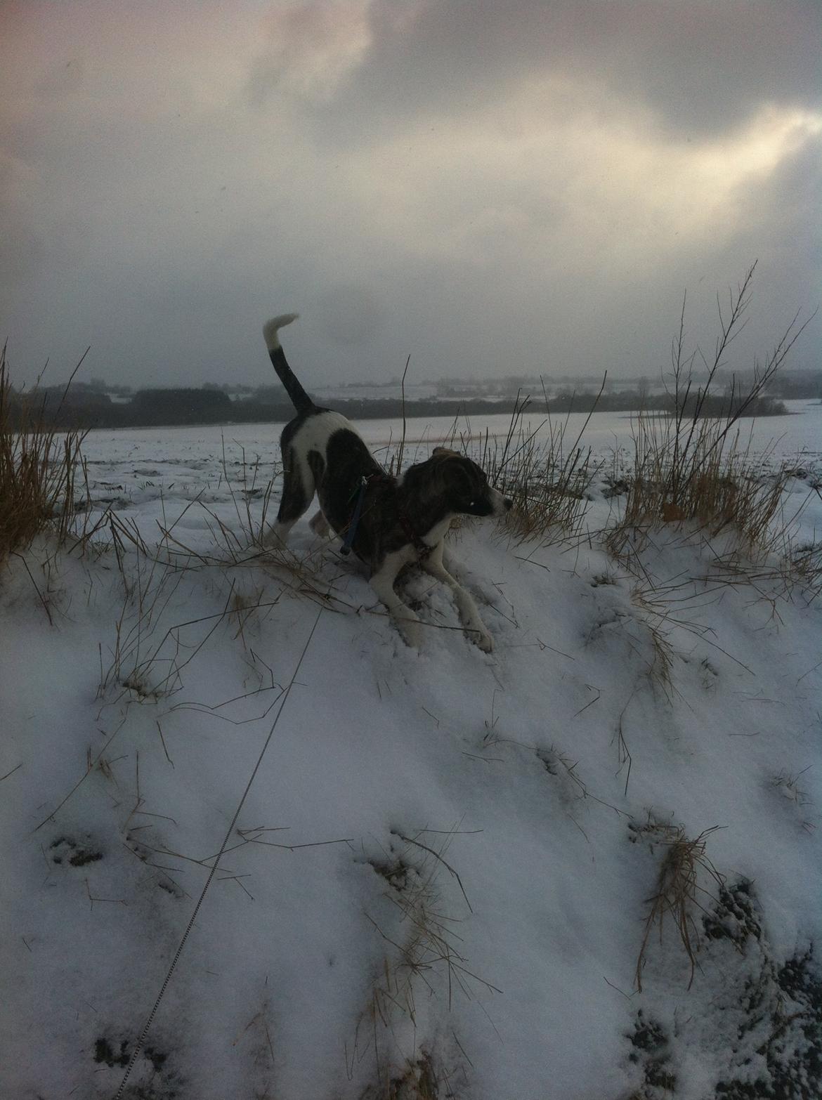 Blanding af racer Felix billede 16