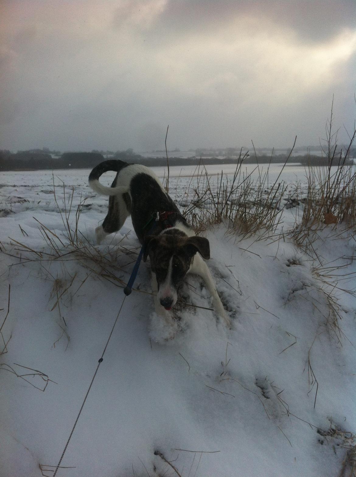 Blanding af racer Felix billede 17