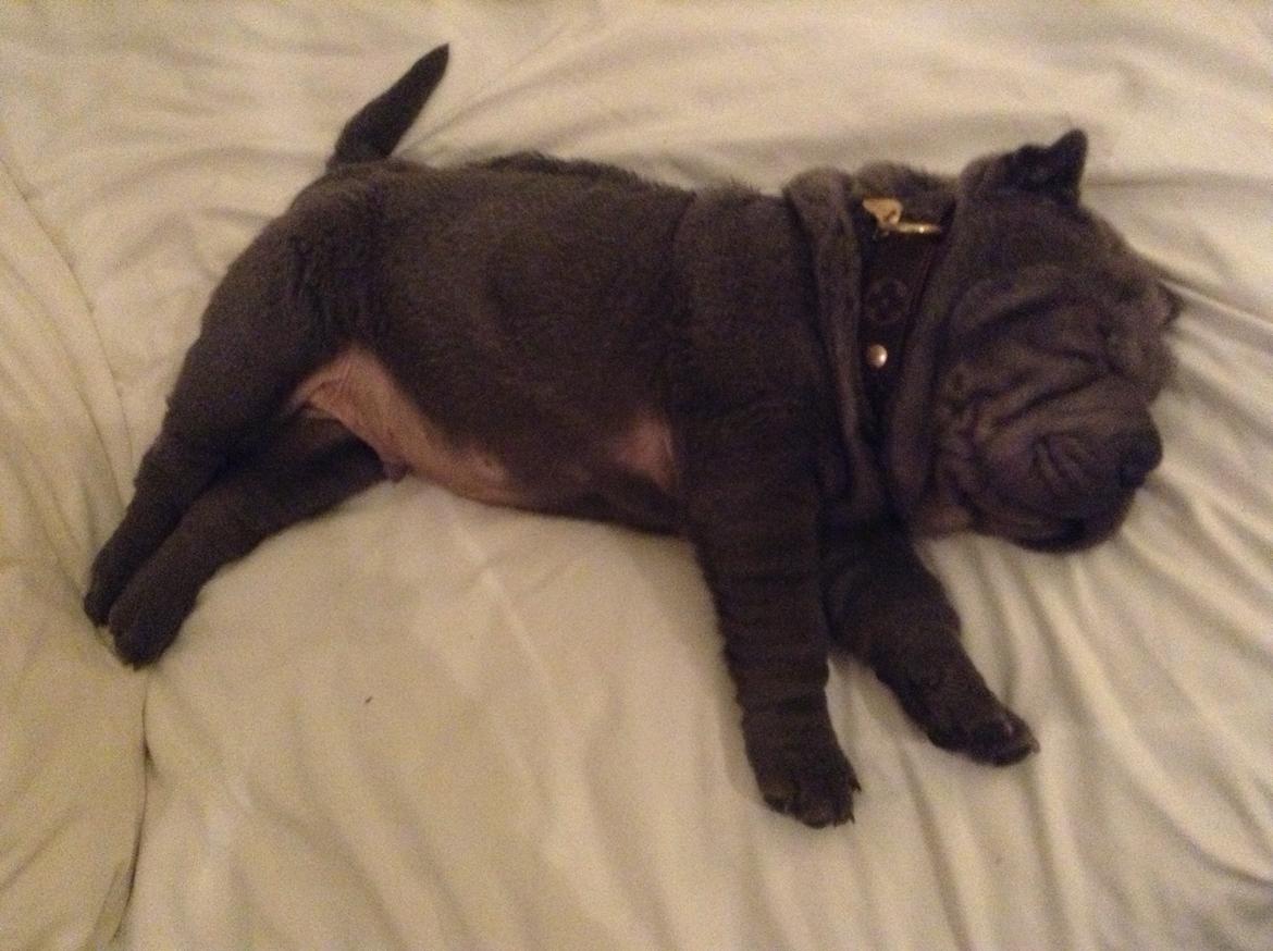 Shar pei Bertram billede 14