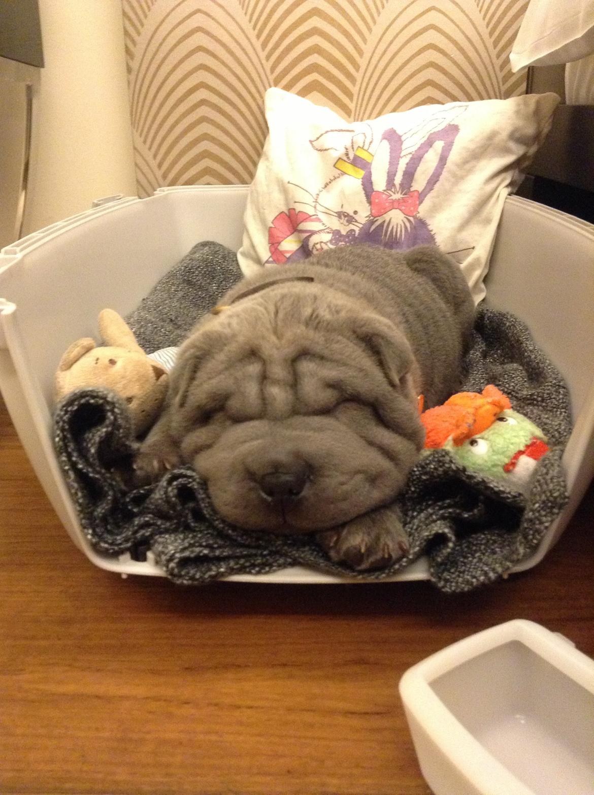 Shar pei Bertram billede 15