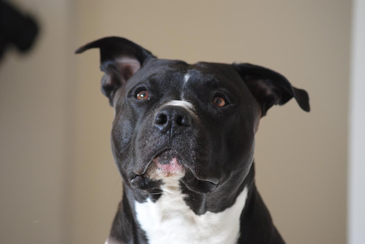 Amerikansk staffordshire terrier chang billede 8