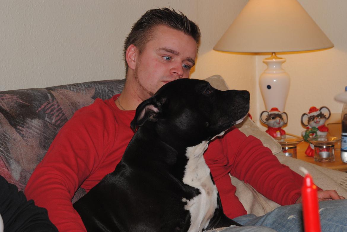 Amerikansk staffordshire terrier chang billede 9