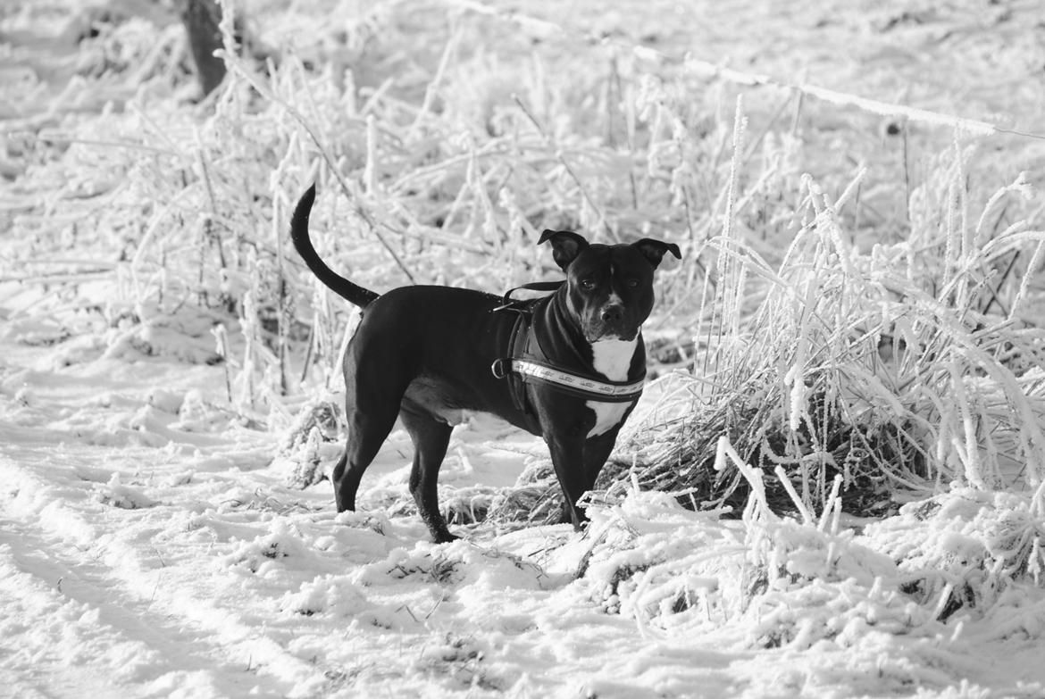 Amerikansk staffordshire terrier chang billede 10