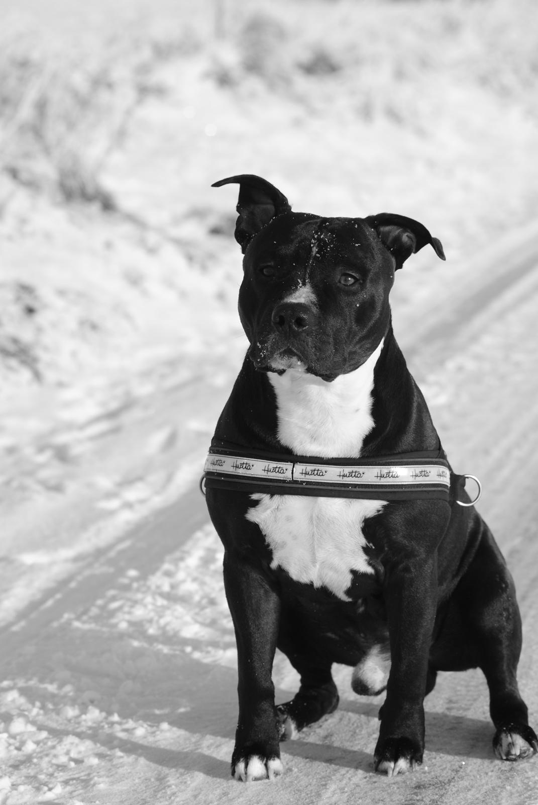 Amerikansk staffordshire terrier chang billede 11