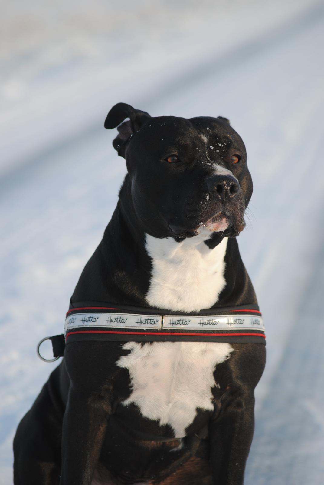 Amerikansk staffordshire terrier chang billede 12