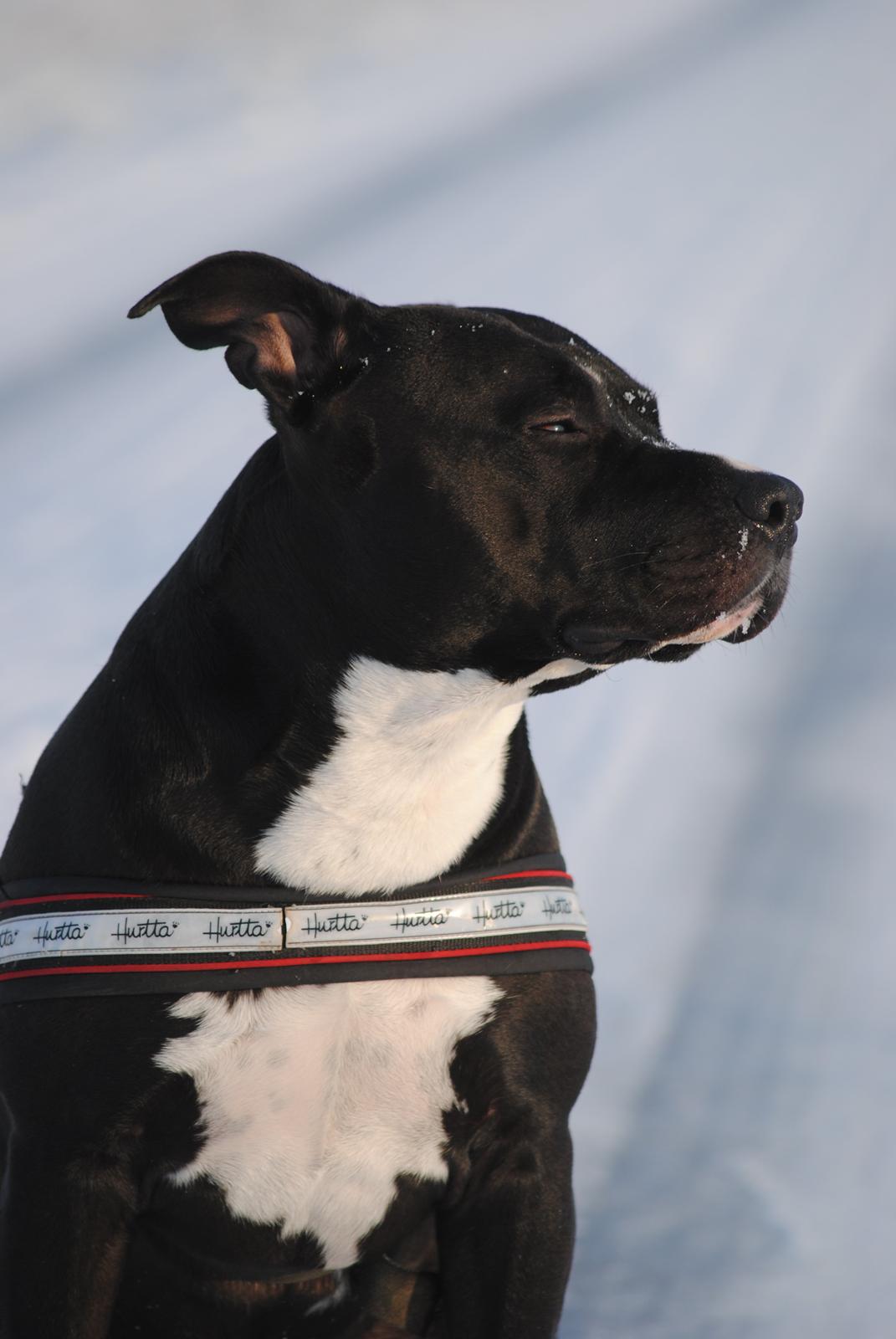 Amerikansk staffordshire terrier chang billede 13