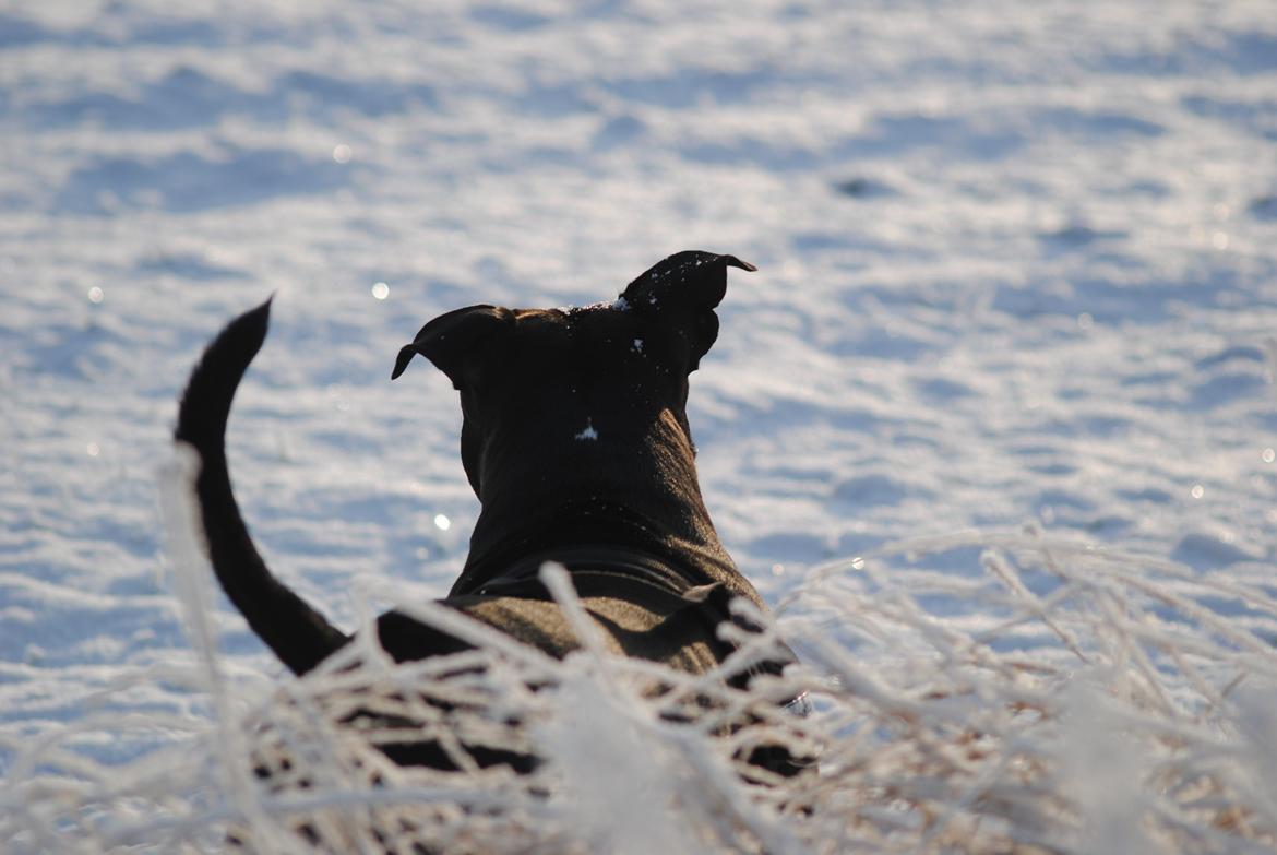 Amerikansk staffordshire terrier chang billede 14