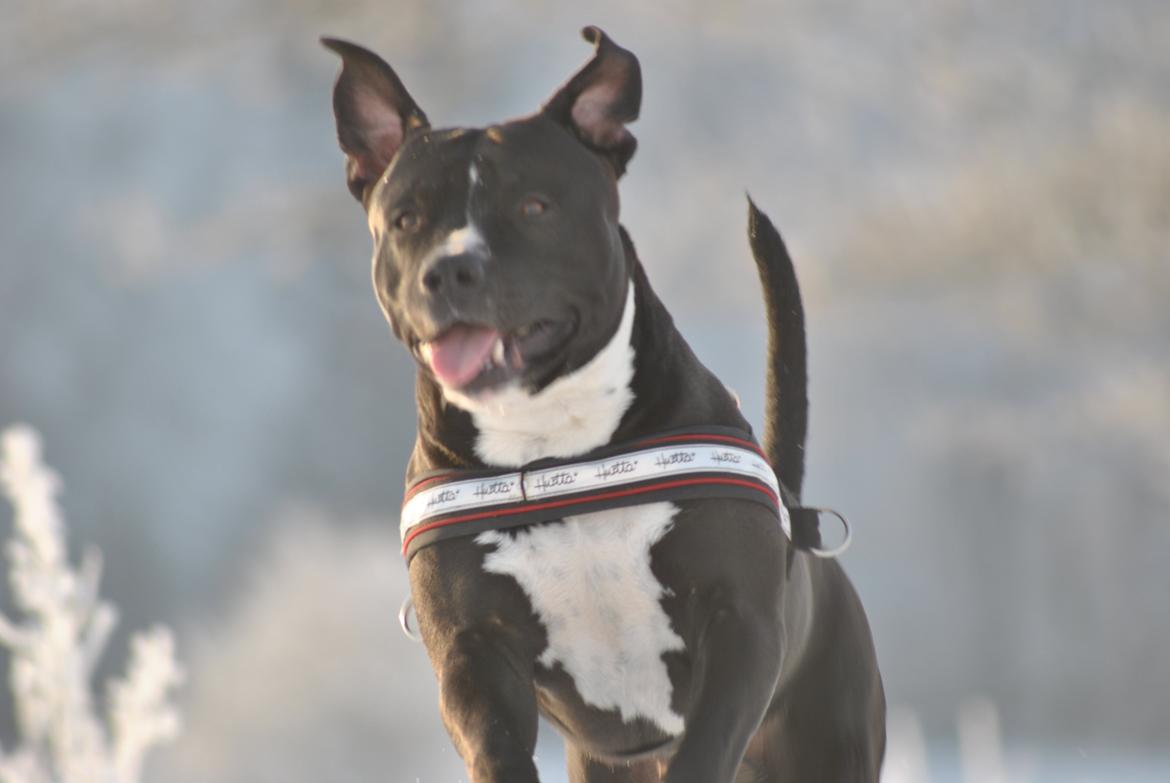 Amerikansk staffordshire terrier chang billede 15