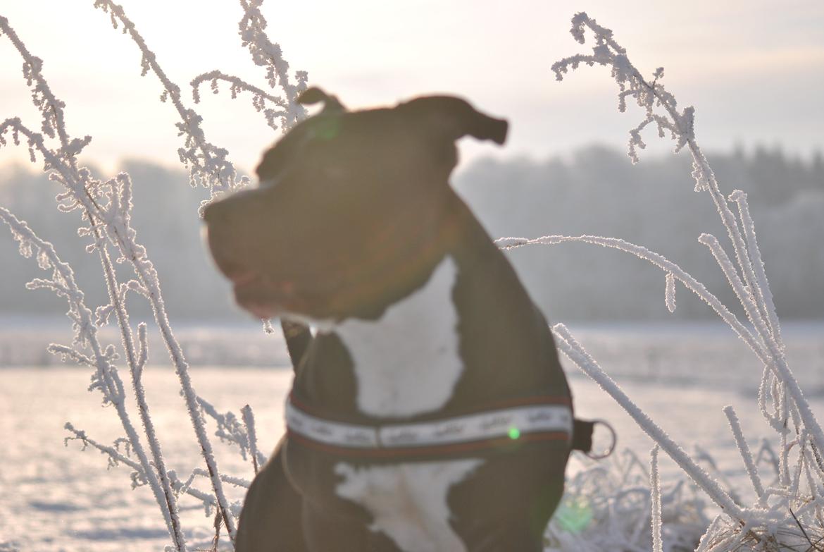 Amerikansk staffordshire terrier chang billede 16