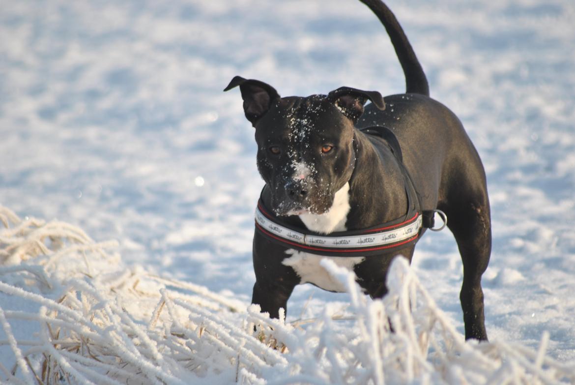 Amerikansk staffordshire terrier chang billede 17