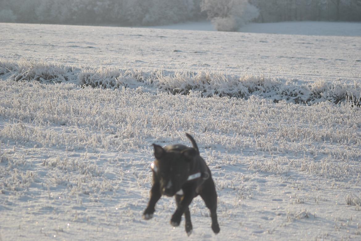 Amerikansk staffordshire terrier chang billede 18