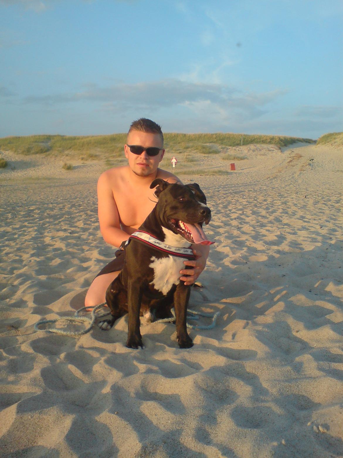 Amerikansk staffordshire terrier chang billede 19