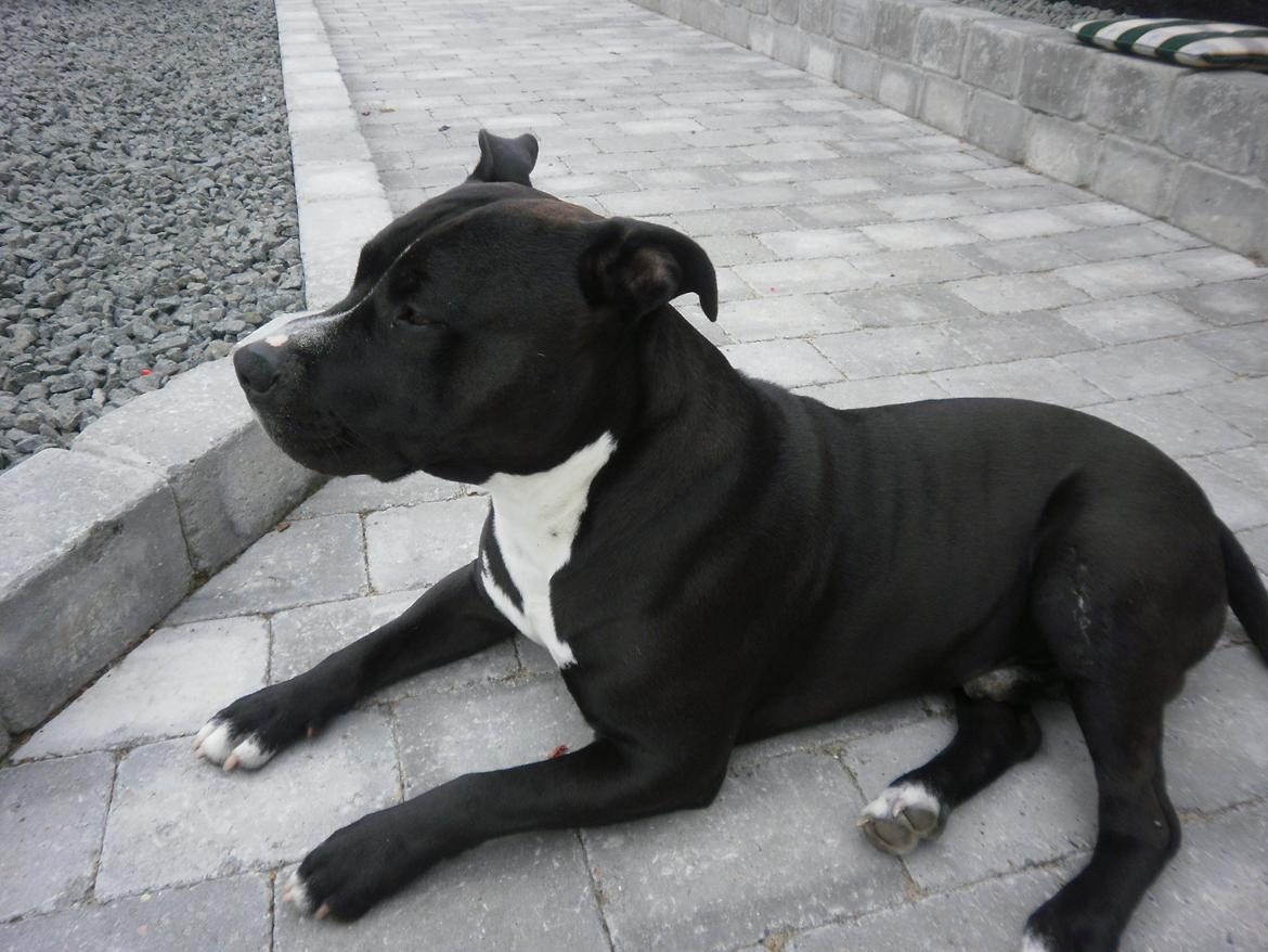 Amerikansk staffordshire terrier chang billede 20