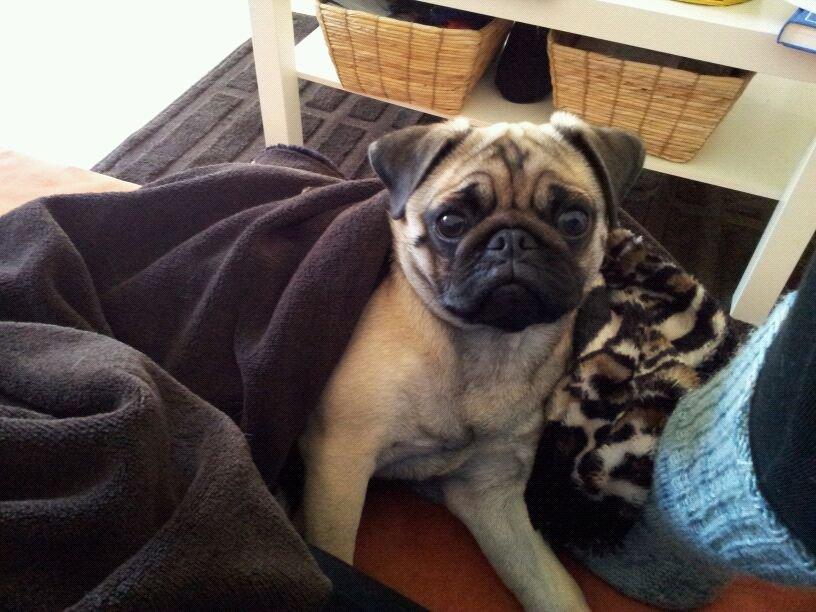 Mops Lotti billede 12