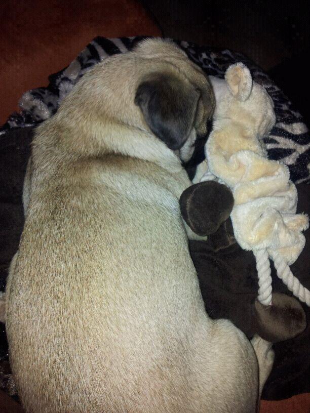 Mops Lotti billede 13