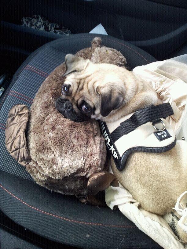 Mops Lotti billede 14