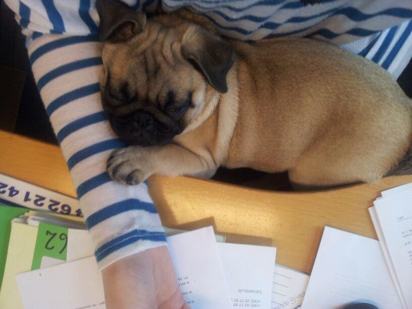 Mops Lotti billede 15