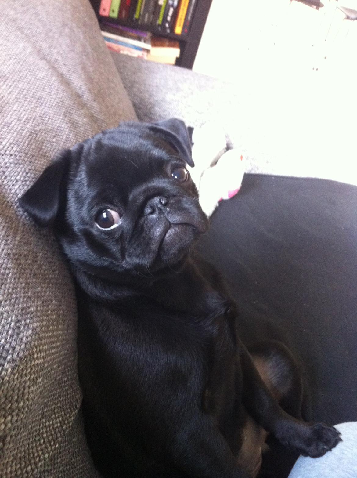 Mops Vera - Sidder lige og hænger ud :) billede 16