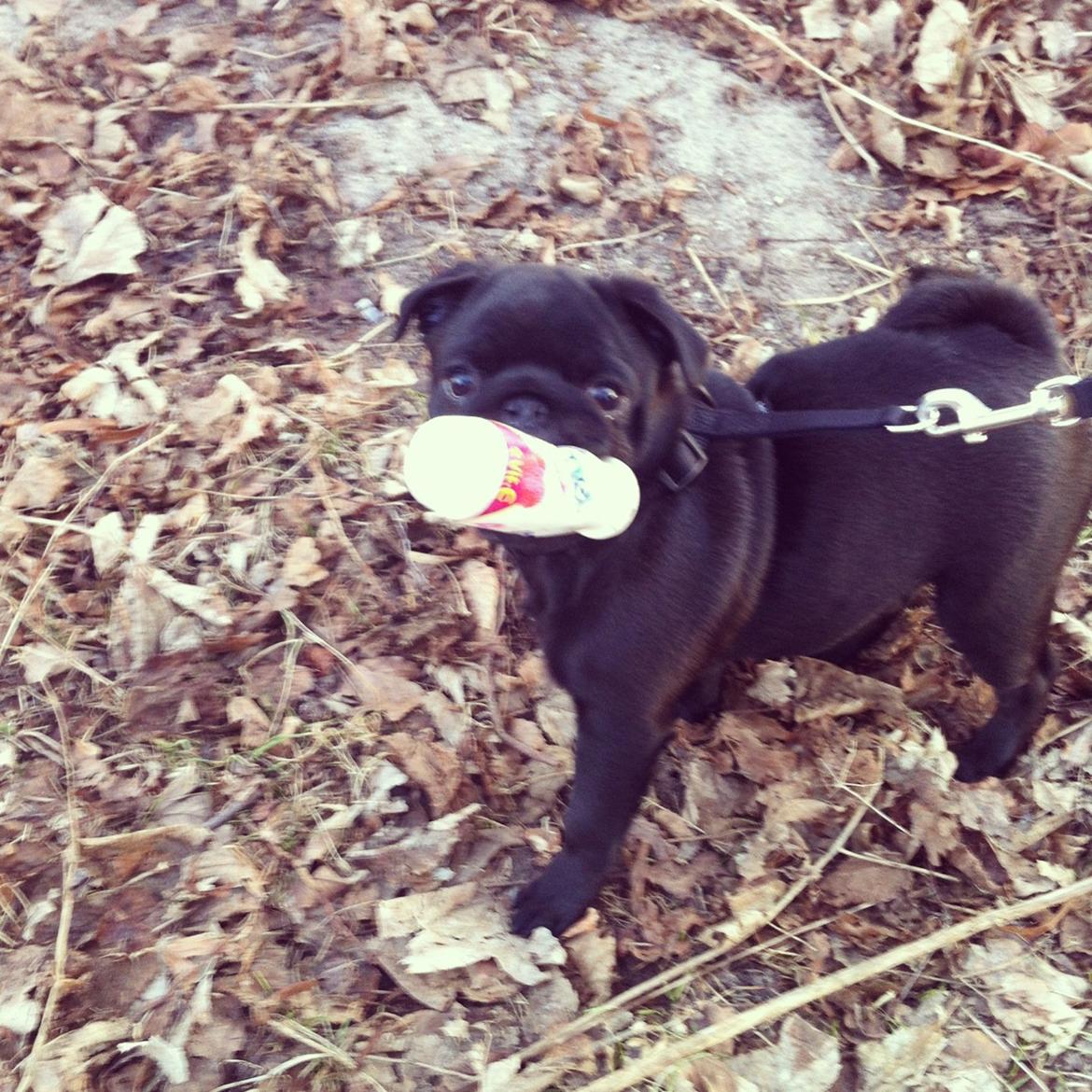 Mops Vera billede 17