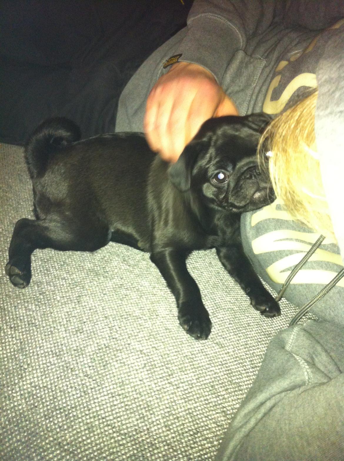 Mops Vera billede 18