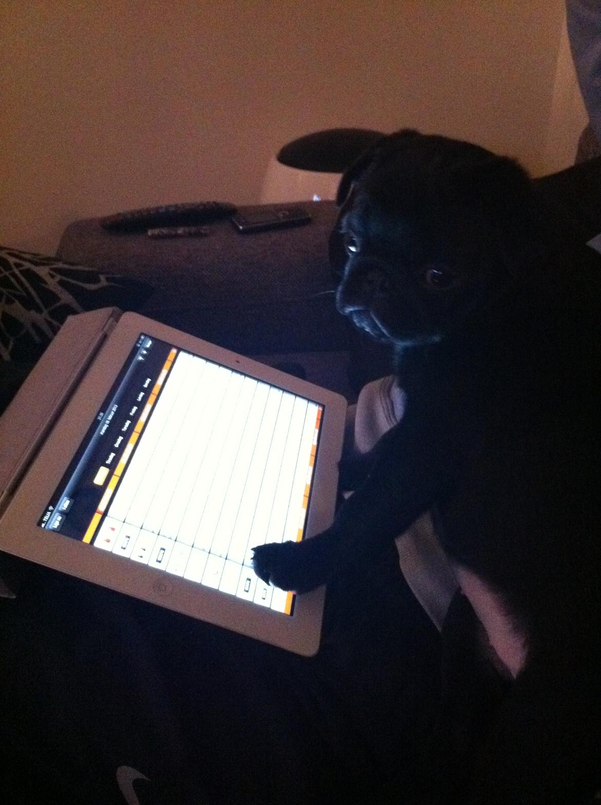 Mops Vera - Vera tjekker TVtid :) billede 19