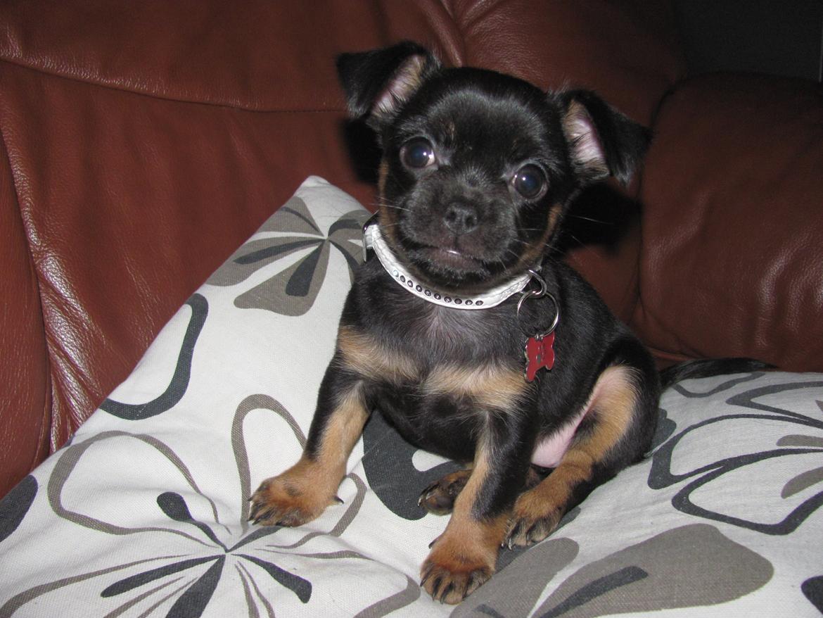 Blanding af racer Luna billede 5