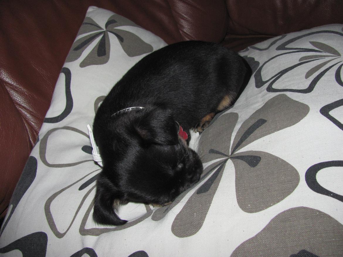 Blanding af racer Luna billede 6