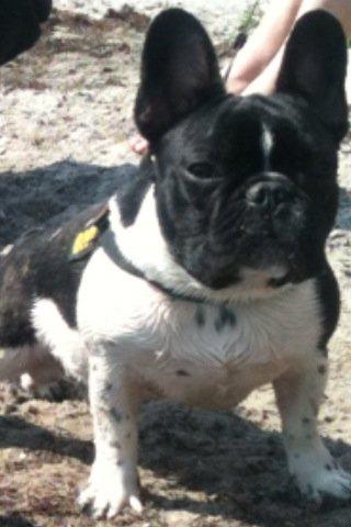 Fransk bulldog Cody billede 2