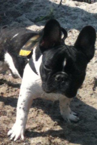 Fransk bulldog Cody billede 16