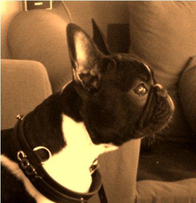 Fransk bulldog Cody billede 3