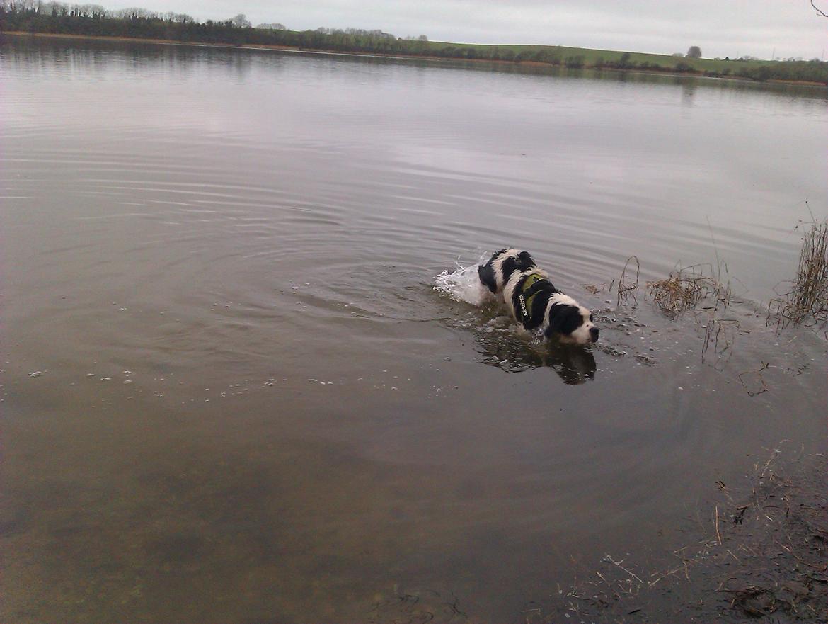 Blanding af racer Aksel - landseeren slår igennem.. baaaaaade billede 16