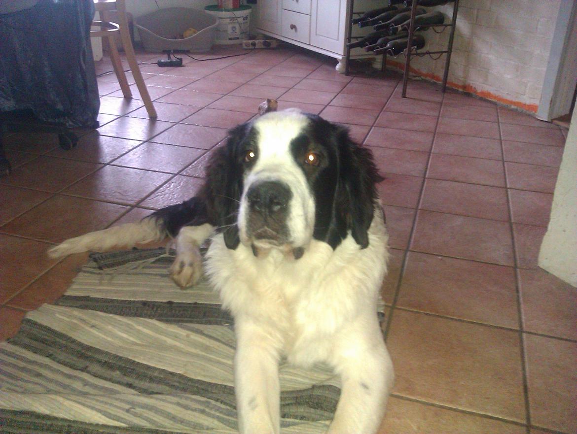 Blanding af racer Aksel - flotte fyr billede 17