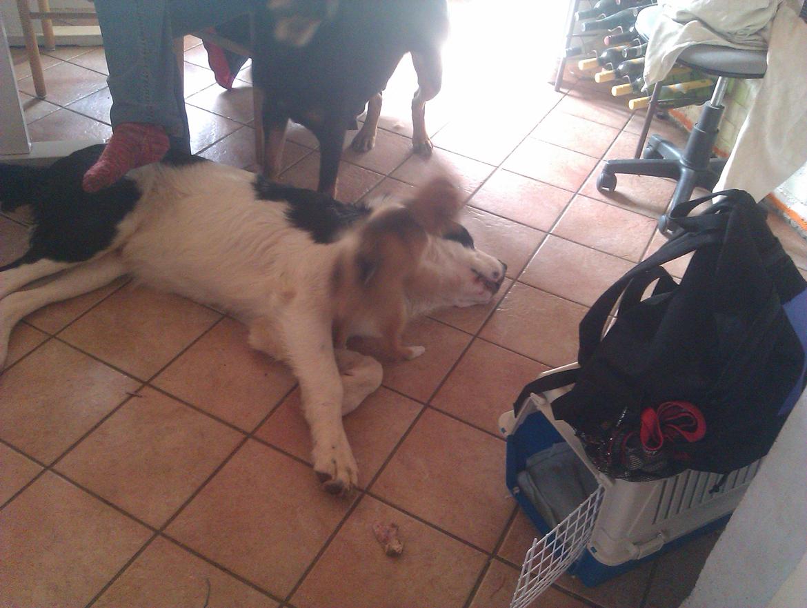 Blanding af racer Aksel - overfaldet af kamp poms ;) billede 18