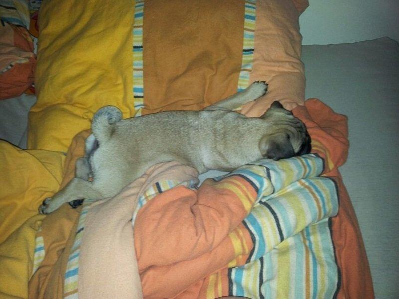 Mops Lotti billede 17